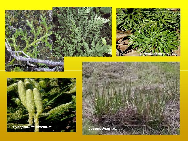 Lycopodium cernuum Lycopodium digitatum Lycopodium clavatum Lycopodium cernuum Lycopodium cernuum Lycopodium digitatum Lycopodium clavatum Lycopodium cernuum