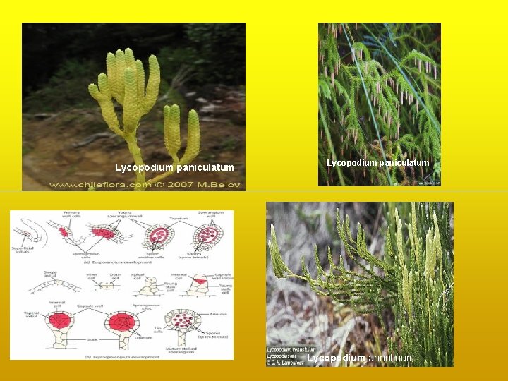 Lycopodium paniculatum Lycopodium annotinum Lycopodium paniculatum Lycopodium annotinum