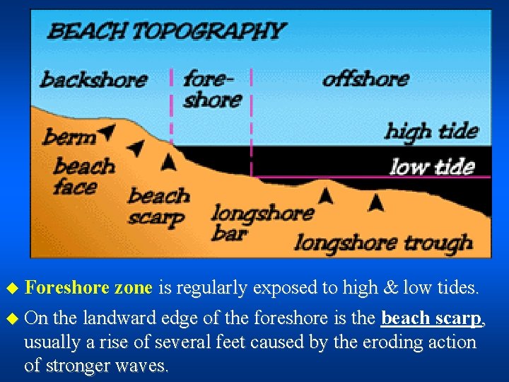 u Foreshore zone is regularly exposed to high & low tides. u On the