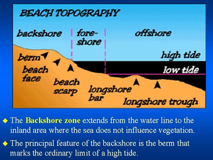 u The Backshore zone extends from the water line to the inland area where