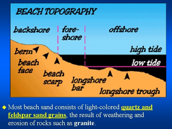 u Most beach sand consists of light-colored quartz and feldspar sand grains, the result