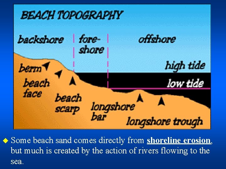u Some beach sand comes directly from shoreline erosion, but much is created by