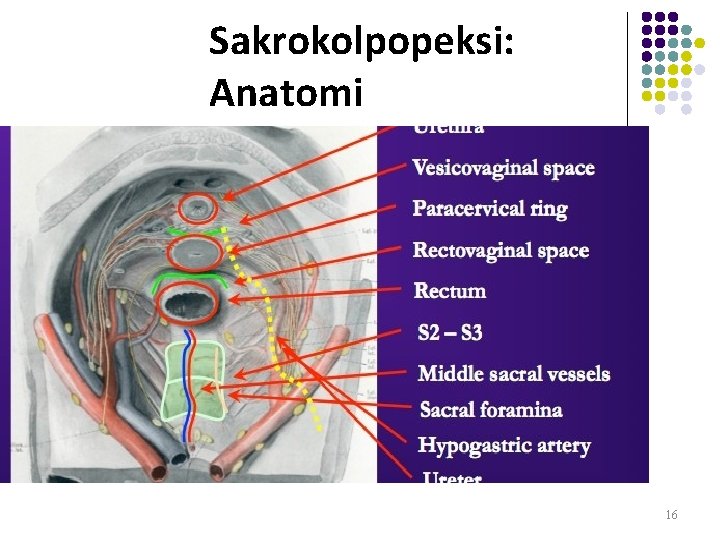 Sakrokolpopeksi: Anatomi 16 