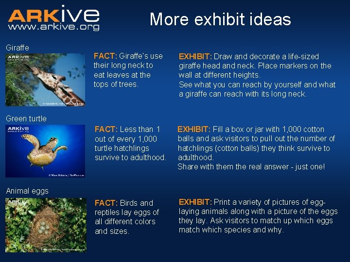 More exhibit ideas Giraffe FACT: Giraffe’s use their long neck to eat leaves at