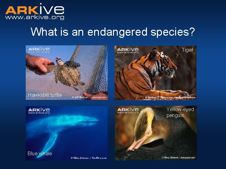 What is an endangered species? Tiger Hawksbill turtle Yellow-eyed penguin Blue whale 