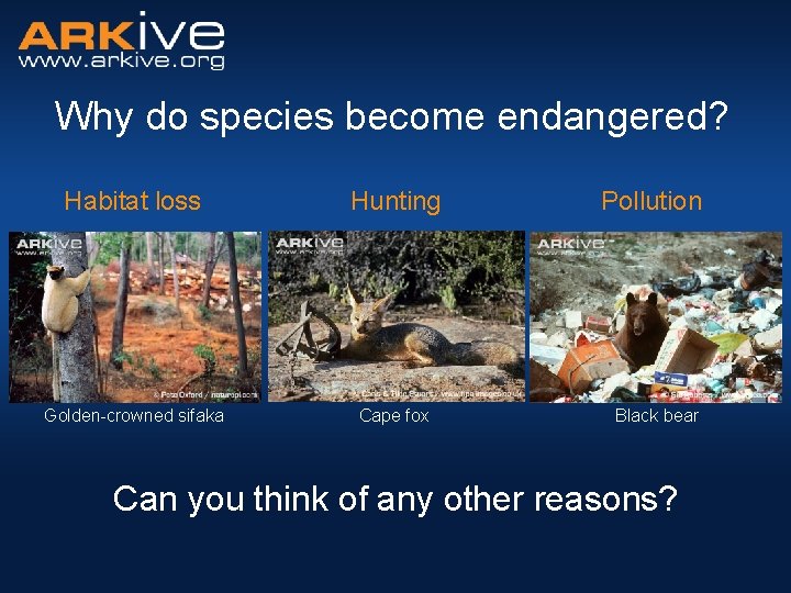 Why do species become endangered? Habitat loss Hunting Golden-crowned sifaka Cape fox Pollution Black