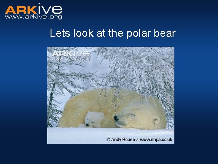 Lets look at the polar bear 