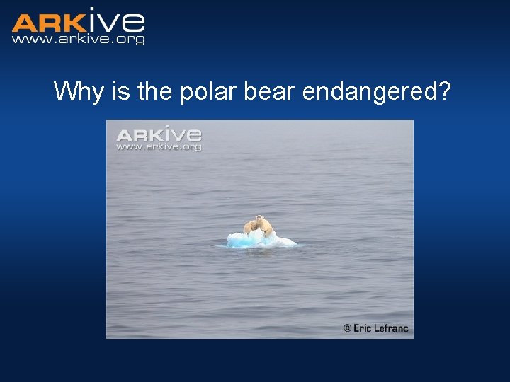 Why is the polar bear endangered? 