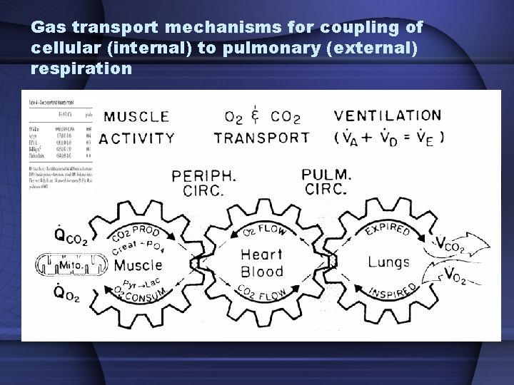 Gas transport mechanisms for coupling of cellular (internal) to pulmonary (external) respiration Gas transport mechanisms for coupling of cellular (internal) to pulmonary (external) respiration