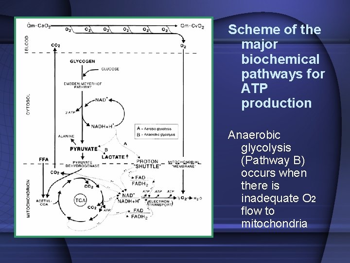 Scheme of the major biochemical pathways for ATP production Anaerobic glycolysis (Pathway B) occurs Scheme of the major biochemical pathways for ATP production Anaerobic glycolysis (Pathway B) occurs