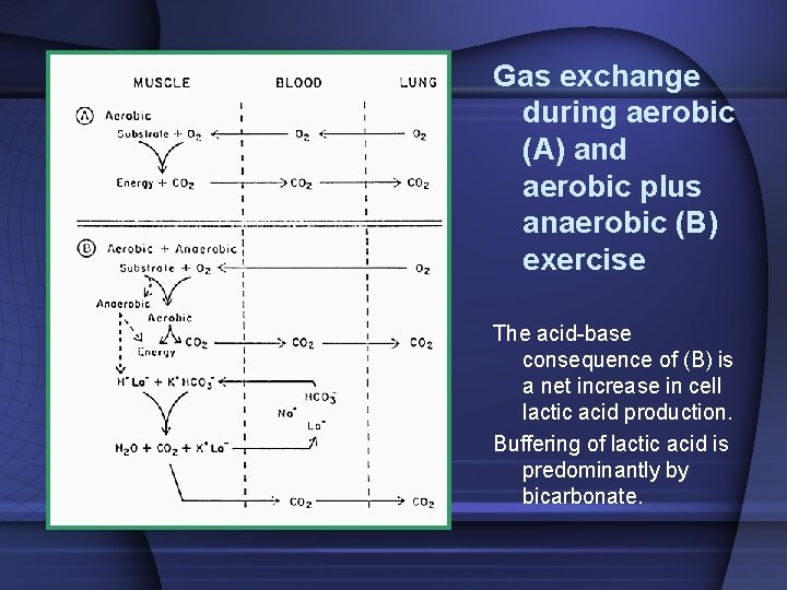Gas exchange during aerobic (A) and aerobic plus anaerobic (B) exercise The acid-base consequence Gas exchange during aerobic (A) and aerobic plus anaerobic (B) exercise The acid-base consequence