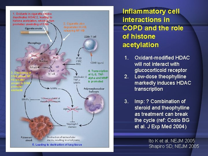 1. Oxidants in cigarette smoke deactivates HDAC 2, leading to histone acetylation, which in 1. Oxidants in cigarette smoke deactivates HDAC 2, leading to histone acetylation, which in