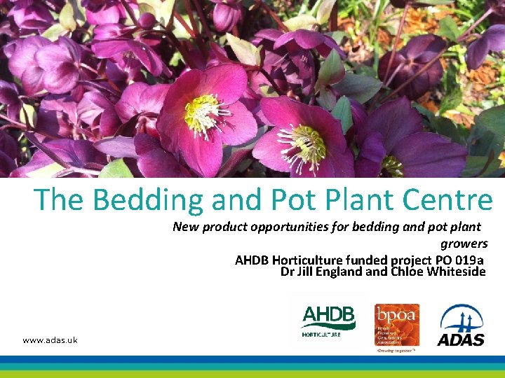 The Bedding and Pot Plant Centre New product opportunities for bedding and pot plant