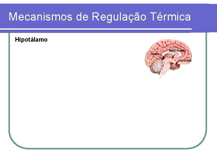 Mecanismos de Regulação Térmica Hipotálamo 