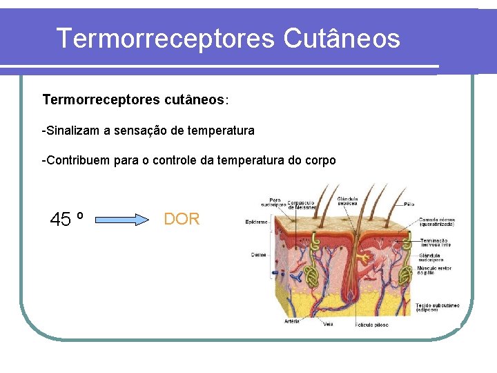 Termorreceptores Cutâneos Termorreceptores cutâneos: -Sinalizam a sensação de temperatura -Contribuem para o controle da