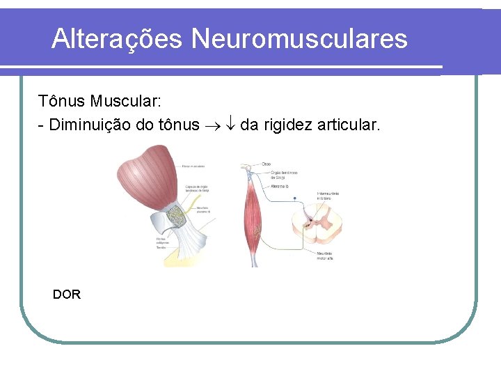 Alterações Neuromusculares Tônus Muscular: - Diminuição do tônus da rigidez articular. DOR 