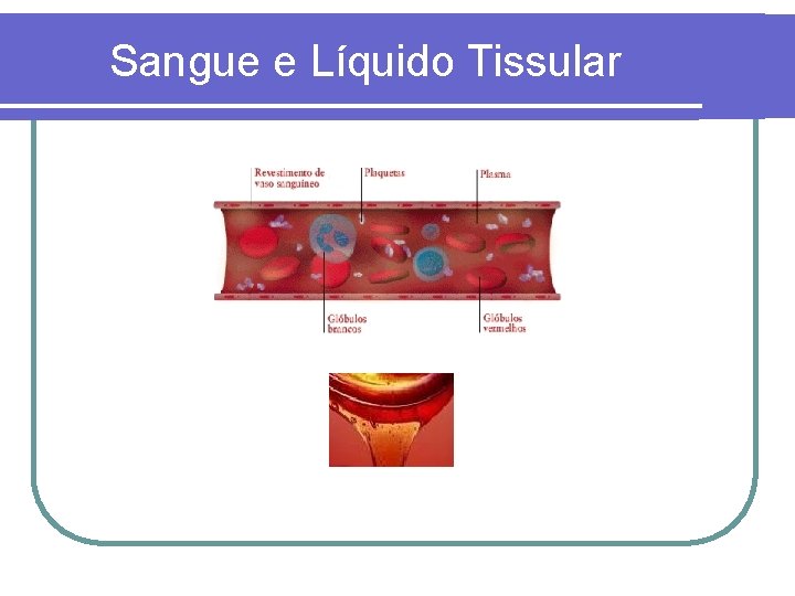 Sangue e Líquido Tissular 