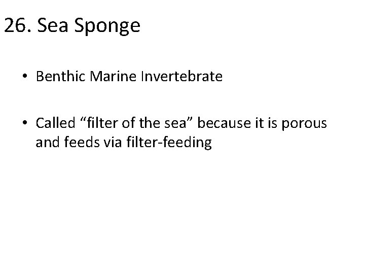 26. Sea Sponge • Benthic Marine Invertebrate • Called “filter of the sea” because