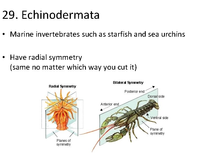 29. Echinodermata • Marine invertebrates such as starfish and sea urchins • Have radial