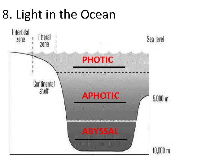 8. Light in the Ocean PHOTIC ABYSSAL 