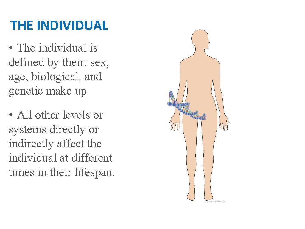 THE INDIVIDUAL • The individual is defined by their: sex, age, biological, and genetic