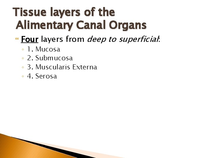 Tissue layers of the Alimentary Canal Organs Four layers from deep to superficial: ◦