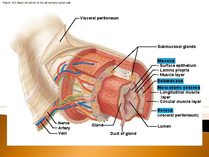 Figure 14. 3 Basic structure of the alimentary canal wall. Visceral peritoneum Submucosal glands