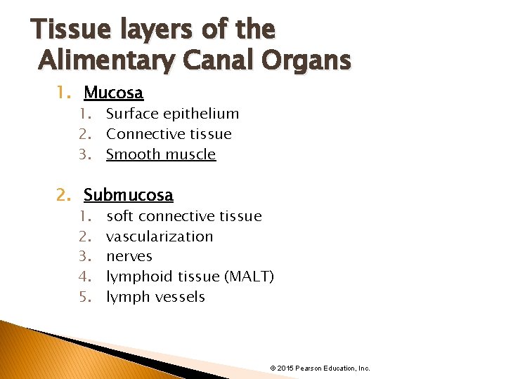 Tissue layers of the Alimentary Canal Organs 1. Mucosa 1. Surface epithelium 2. Connective