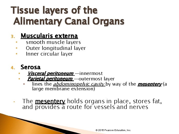 Tissue layers of the Alimentary Canal Organs 3. 4. Muscularis externa smooth muscle layers