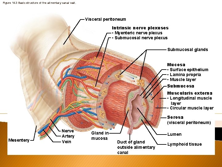 Figure 14. 3 Basic structure of the alimentary canal wall. Visceral peritoneum Intrinsic nerve