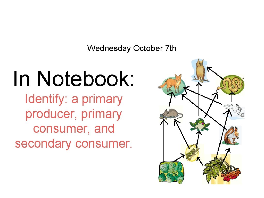 Wednesday October 7 th In Notebook: Identify: a primary producer, primary consumer, and secondary