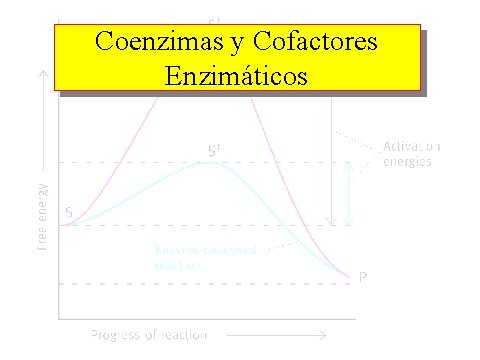 Coenzimas y Cofactores Enzimáticos 