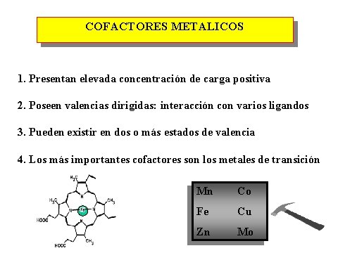 COFACTORES METALICOS 1. Presentan elevada concentración de carga positiva 2. Poseen valencias dirigidas: interacción