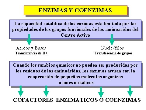ENZIMAS Y COENZIMAS La capacidad catalítica de los enzimas está limitada por las propiedades