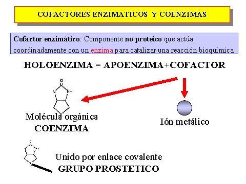 COFACTORES ENZIMATICOS Y COENZIMAS Cofactor enzimático: Componente no proteico que actúa coordinadamente con un