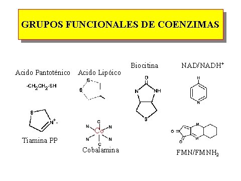 GRUPOS FUNCIONALES DE COENZIMAS Acido Pantoténico Acido Lipóico Biocitina NAD/NADH+ Co Tiamina PP Cobalamina