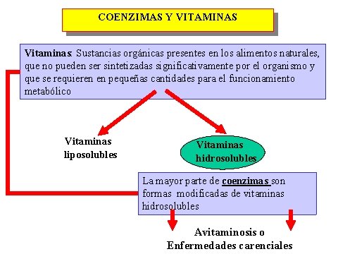 COENZIMAS Y VITAMINAS Vitaminas: Sustancias orgánicas presentes en los alimentos naturales, que no pueden