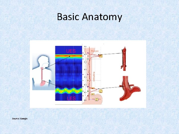 Basic Anatomy Source: Google 