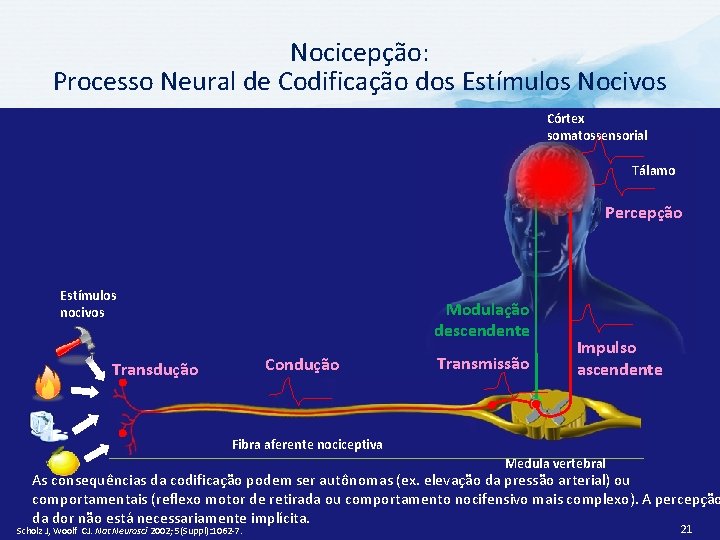 Nocicepção: Processo Neural de Codificação dos Estímulos Nocivos Córtex somatossensorial Tálamo Percepção Estímulos nocivos