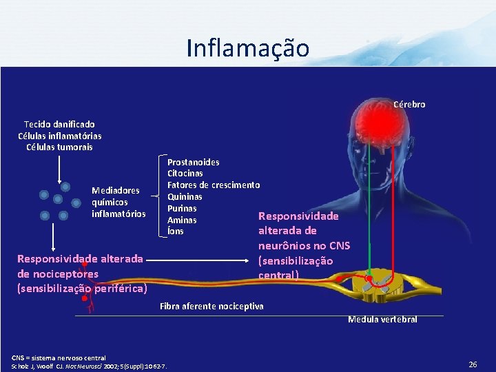 Inflamação Cérebro Tecido danificado Células inflamatórias Células tumorais Prostanoides Citocinas Fatores de crescimento Quininas
