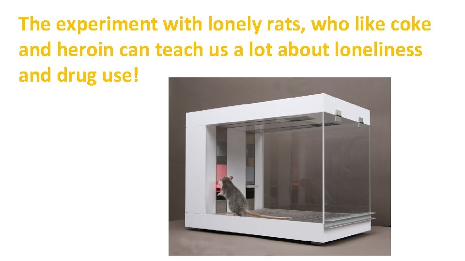The experiment with lonely rats, who like coke and heroin can teach us a