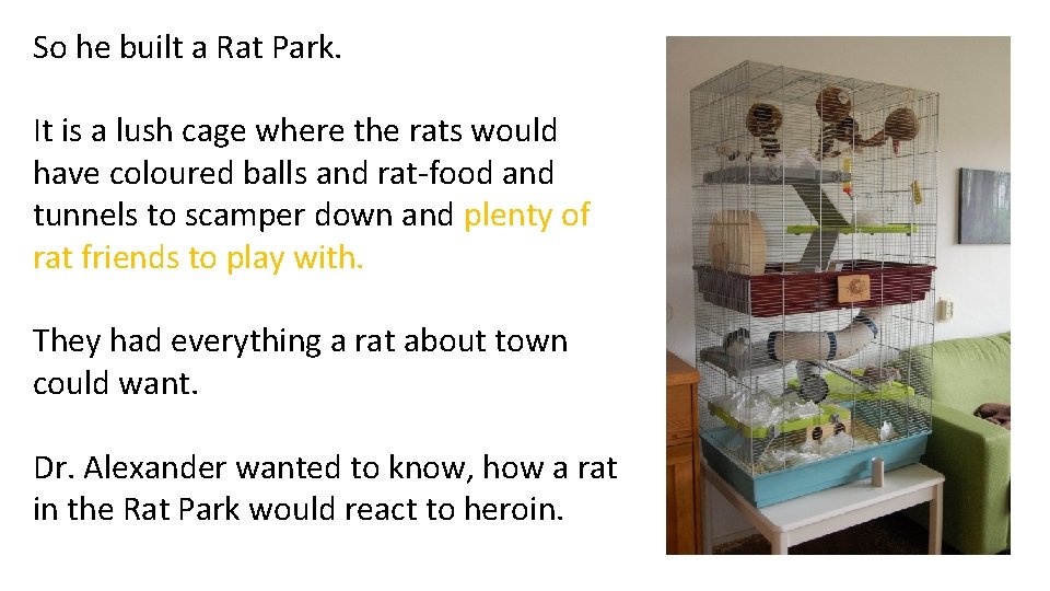 So he built a Rat Park. It is a lush cage where the rats