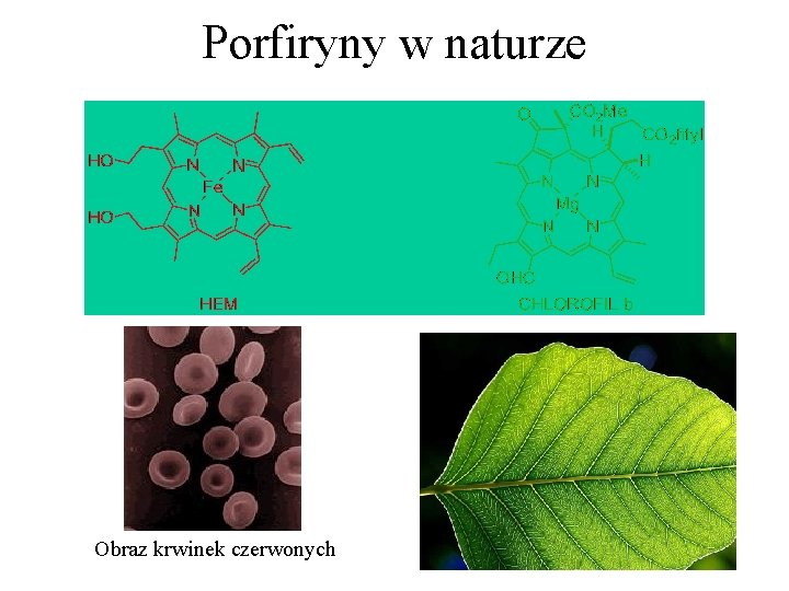 Porfiryny w naturze Obraz krwinek czerwonych Porfiryny w naturze Obraz krwinek czerwonych