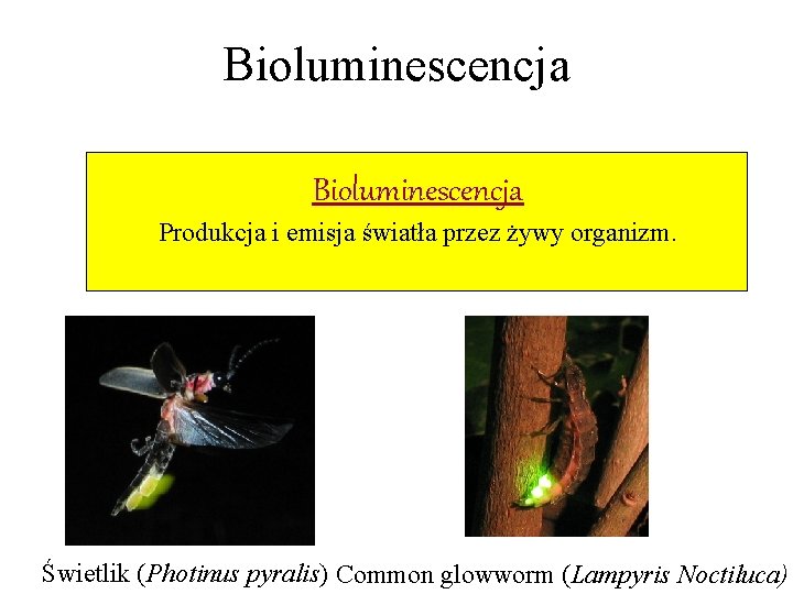 Bioluminescencja Produkcja i emisja światła przez żywy organizm. Świetlik (Photinus pyralis) Common glowworm (Lampyris Bioluminescencja Produkcja i emisja światła przez żywy organizm. Świetlik (Photinus pyralis) Common glowworm (Lampyris