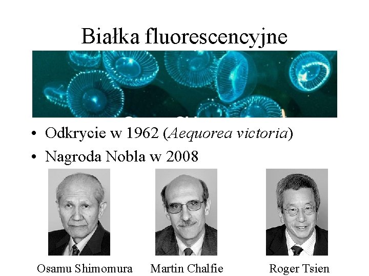 Białka fluorescencyjne • Odkrycie w 1962 (Aequorea victoria) • Nagroda Nobla w 2008 Osamu Białka fluorescencyjne • Odkrycie w 1962 (Aequorea victoria) • Nagroda Nobla w 2008 Osamu