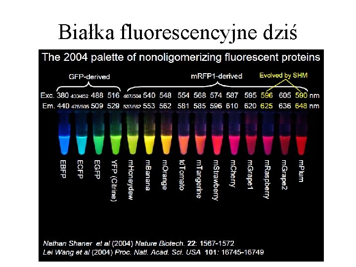 Białka fluorescencyjne dziś Białka fluorescencyjne dziś