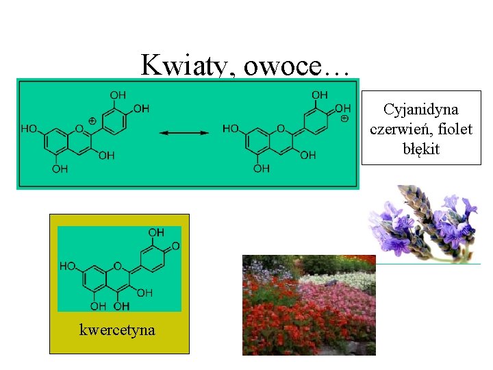 Kwiaty, owoce… Cyjanidyna czerwień, fiolet błękit kwercetyna Kwiaty, owoce… Cyjanidyna czerwień, fiolet błękit kwercetyna
