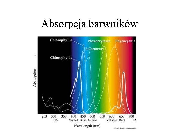 Absorpcja barwników Absorpcja barwników
