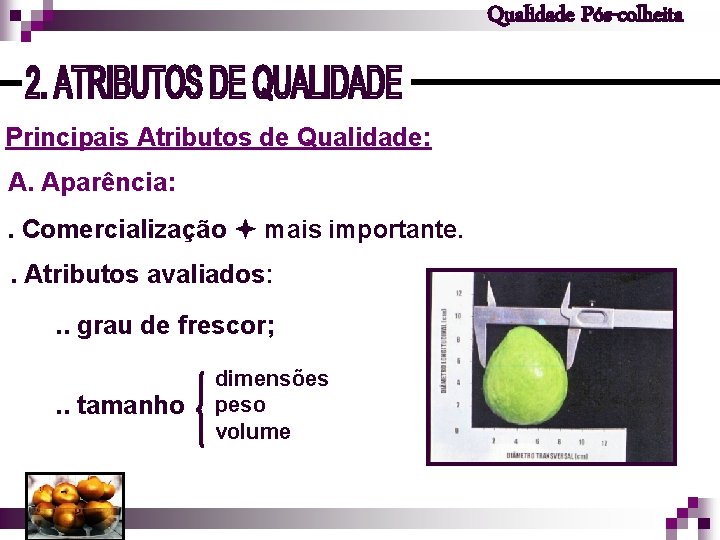 Qualidade Pós-colheita Principais Atributos de Qualidade: A. Aparência: . Comercialização mais importante. . Atributos