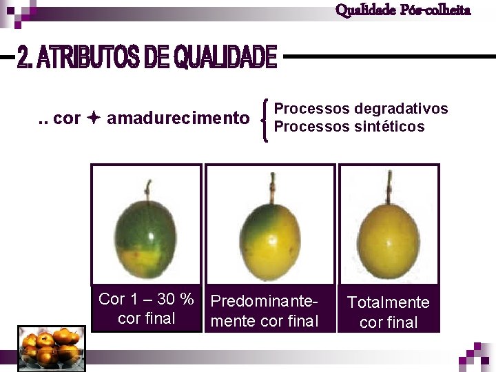 Qualidade Pós-colheita . . cor amadurecimento Processos degradativos Processos sintéticos Cor 1 – 30